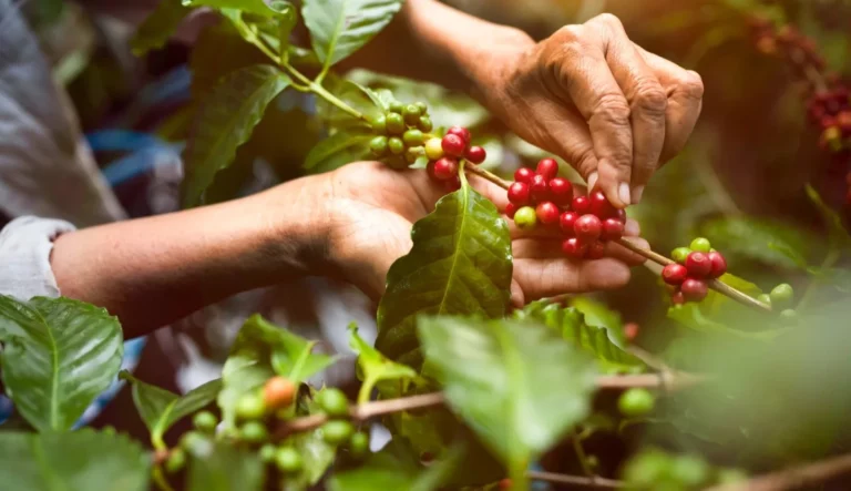 Wisata Kebun Teh Kayu Aro & Kopi Kerinci yang Mendunia